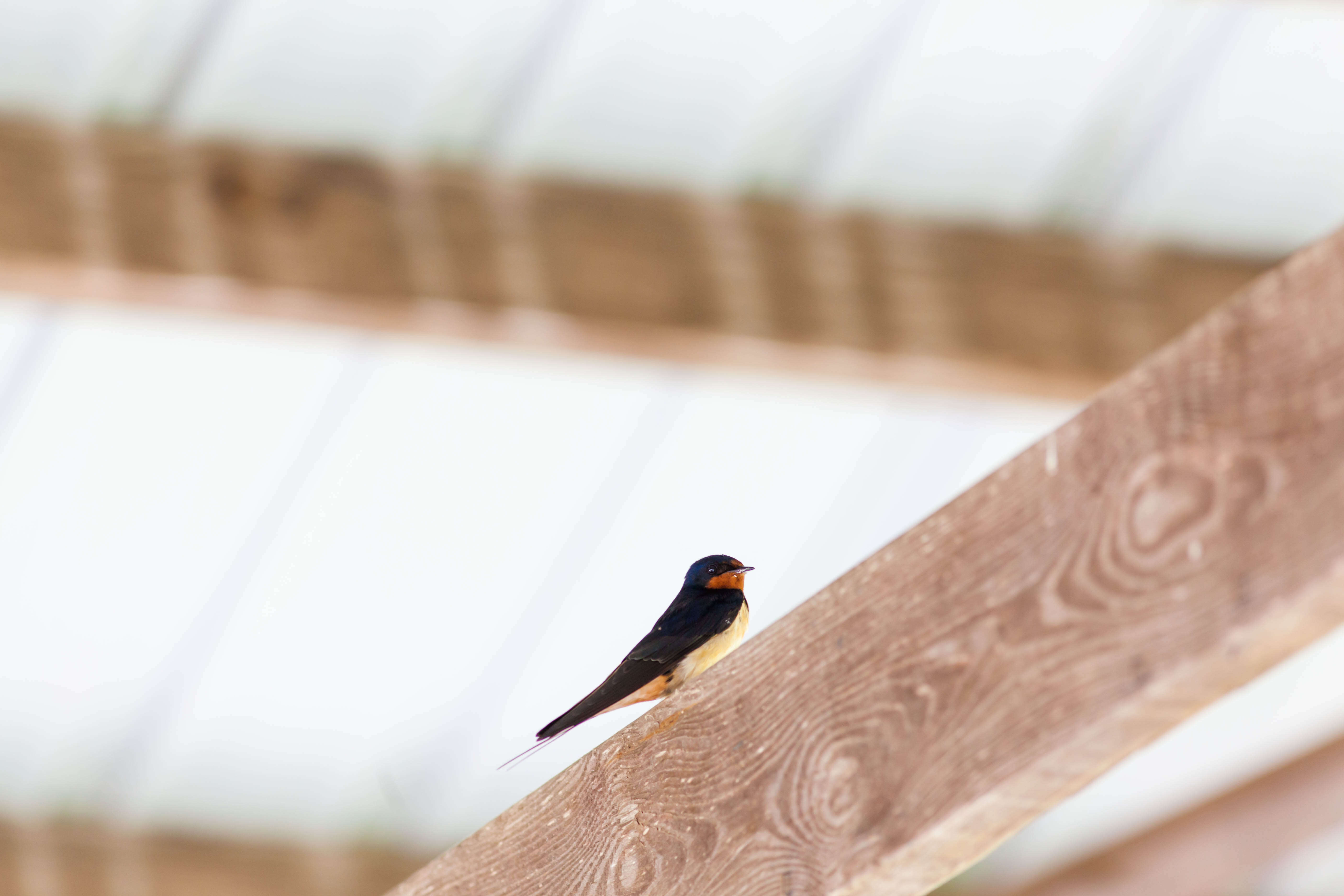 Image of Hirundo Linnaeus 1758