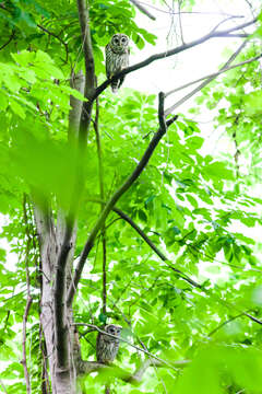 Image of Barred Owl