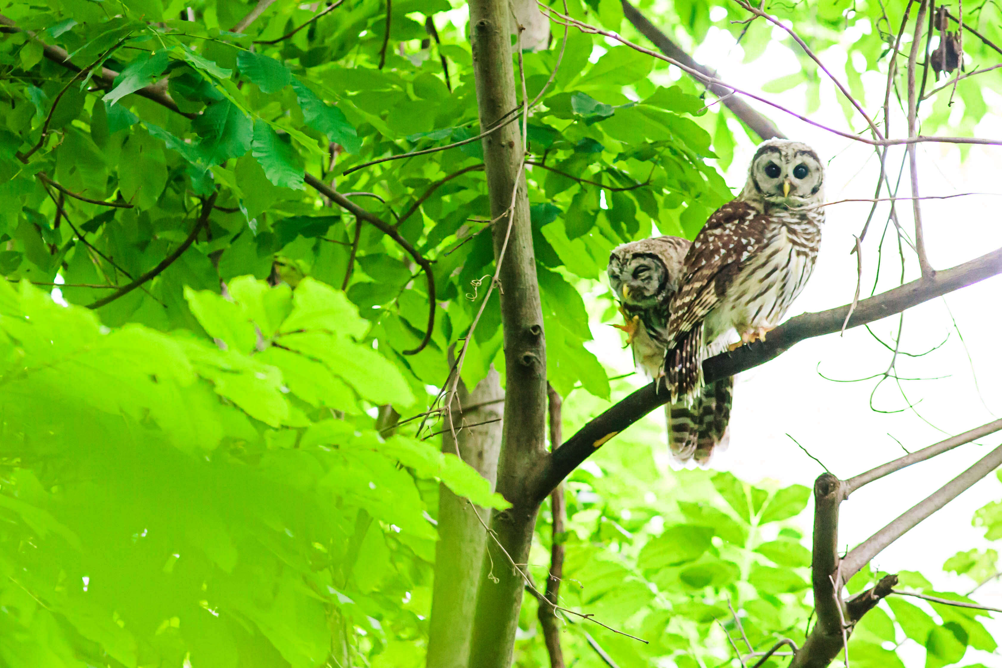 Image of Barred Owl