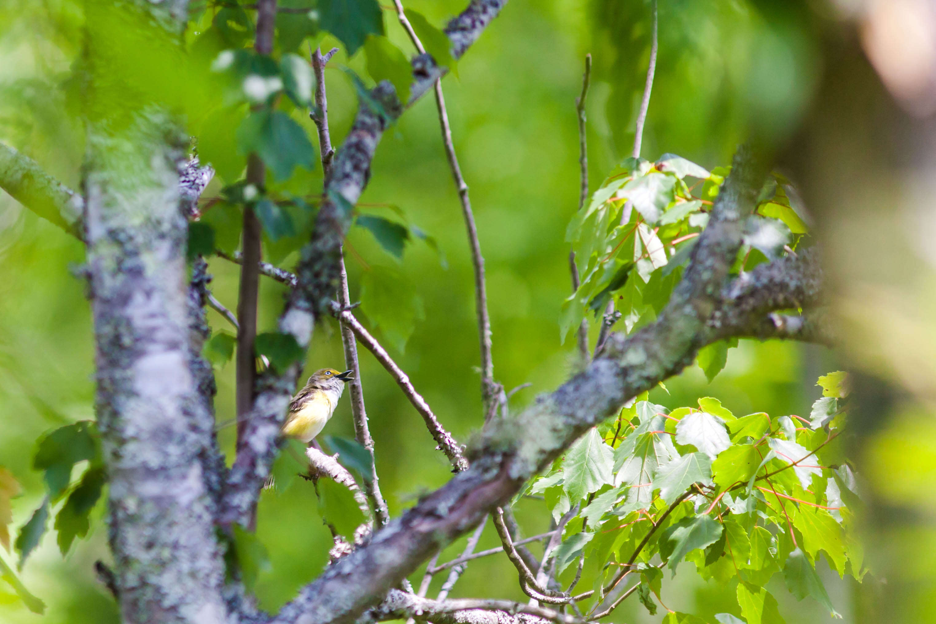 Слика од Vireo griseus (Boddaert 1783)