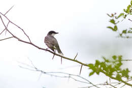 Image of Eastern Kingbird