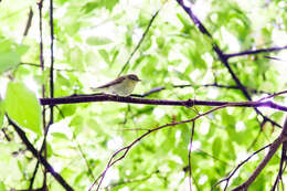 Image of Tennessee Warbler