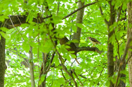 Image of Red-shouldered Hawk