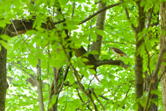 Image of Red-shouldered Hawk