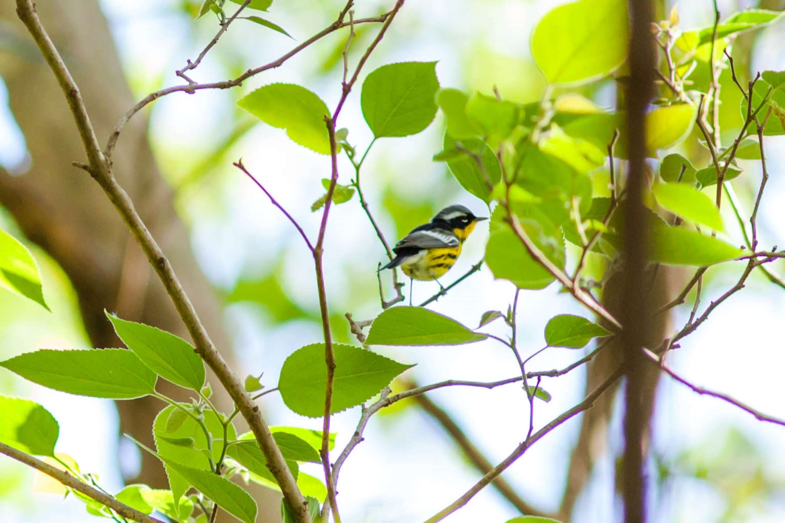 Image of Magnolia Warbler