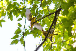 Image of Summer Tanager