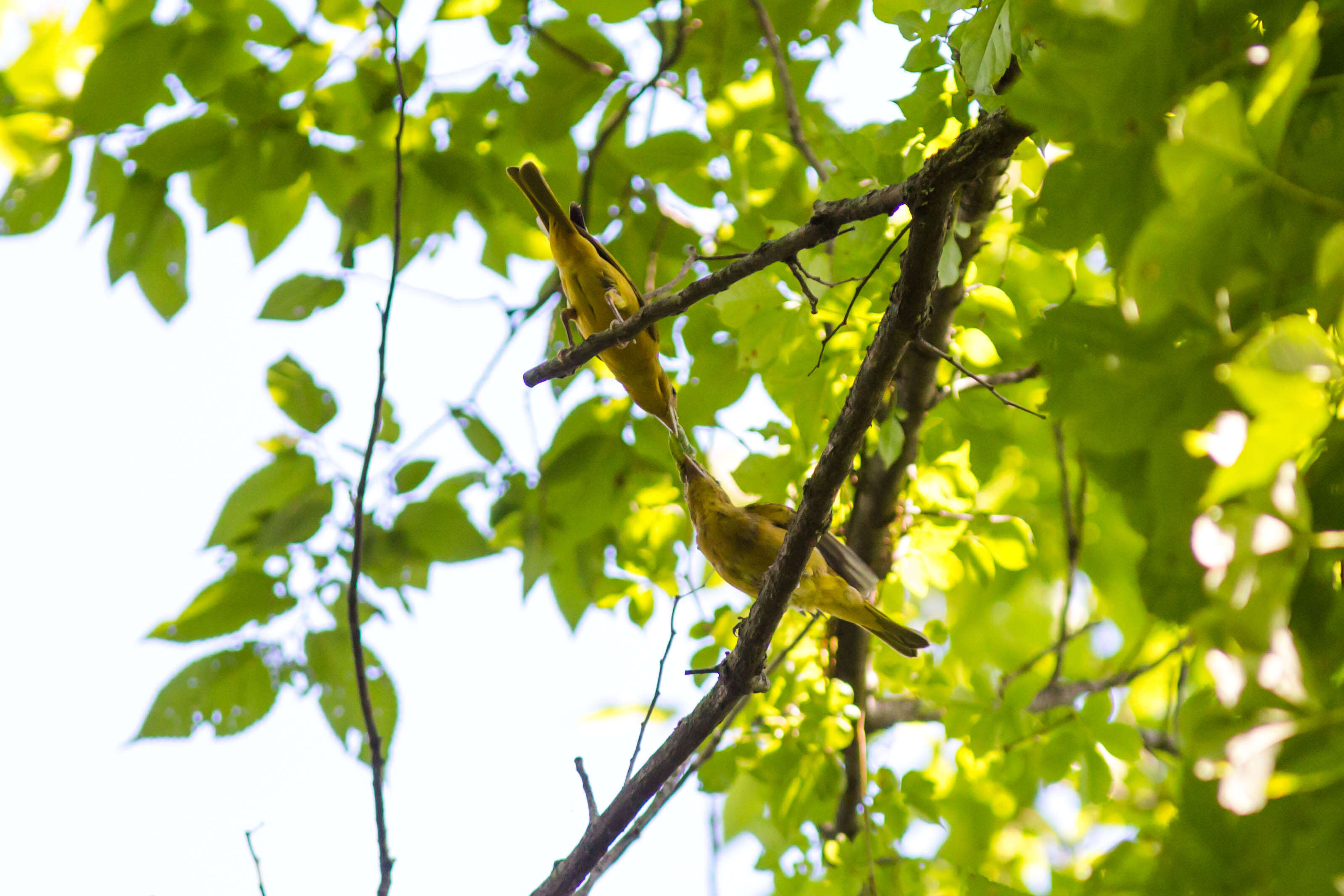 Image of Summer Tanager