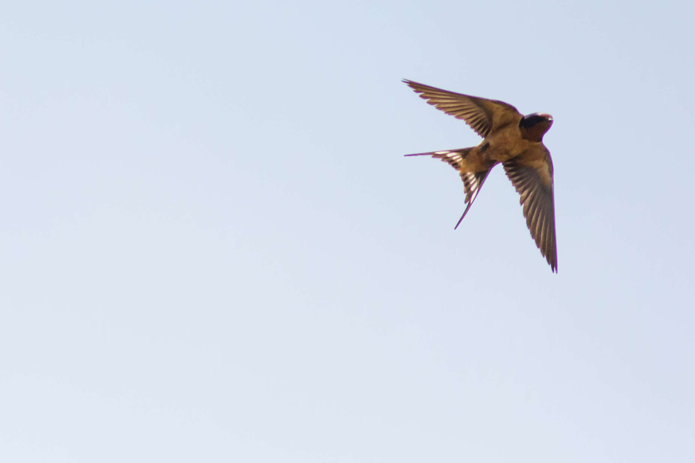 Image of Hirundo Linnaeus 1758