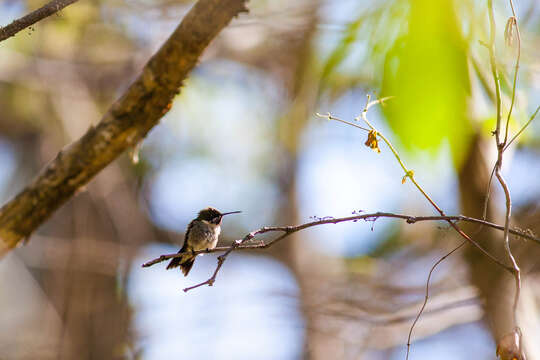 Image of Ruby-throated Hummingbird