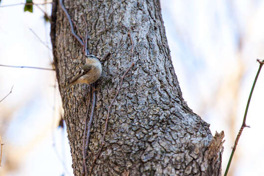 Image of Golden-crowned Kinglet