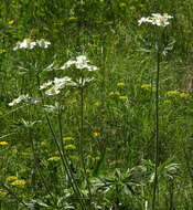 Imagem de Anemonastrum narcissiflorum subsp. narcissiflorum