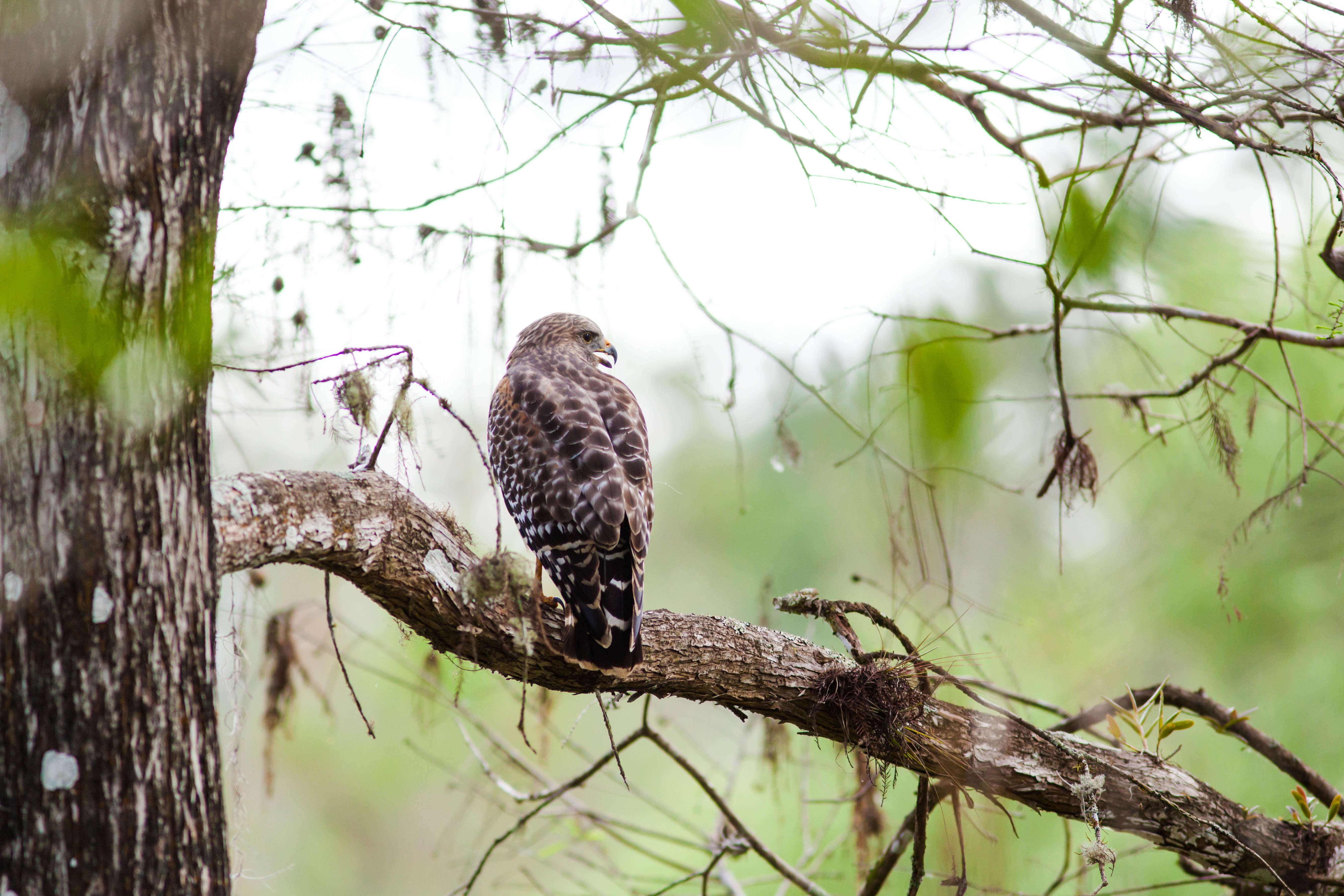 Image of Red-shouldered Hawk