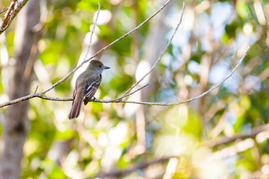 Image of Great Crested Flycatcher