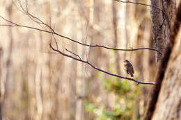 Image of Hermit Thrush