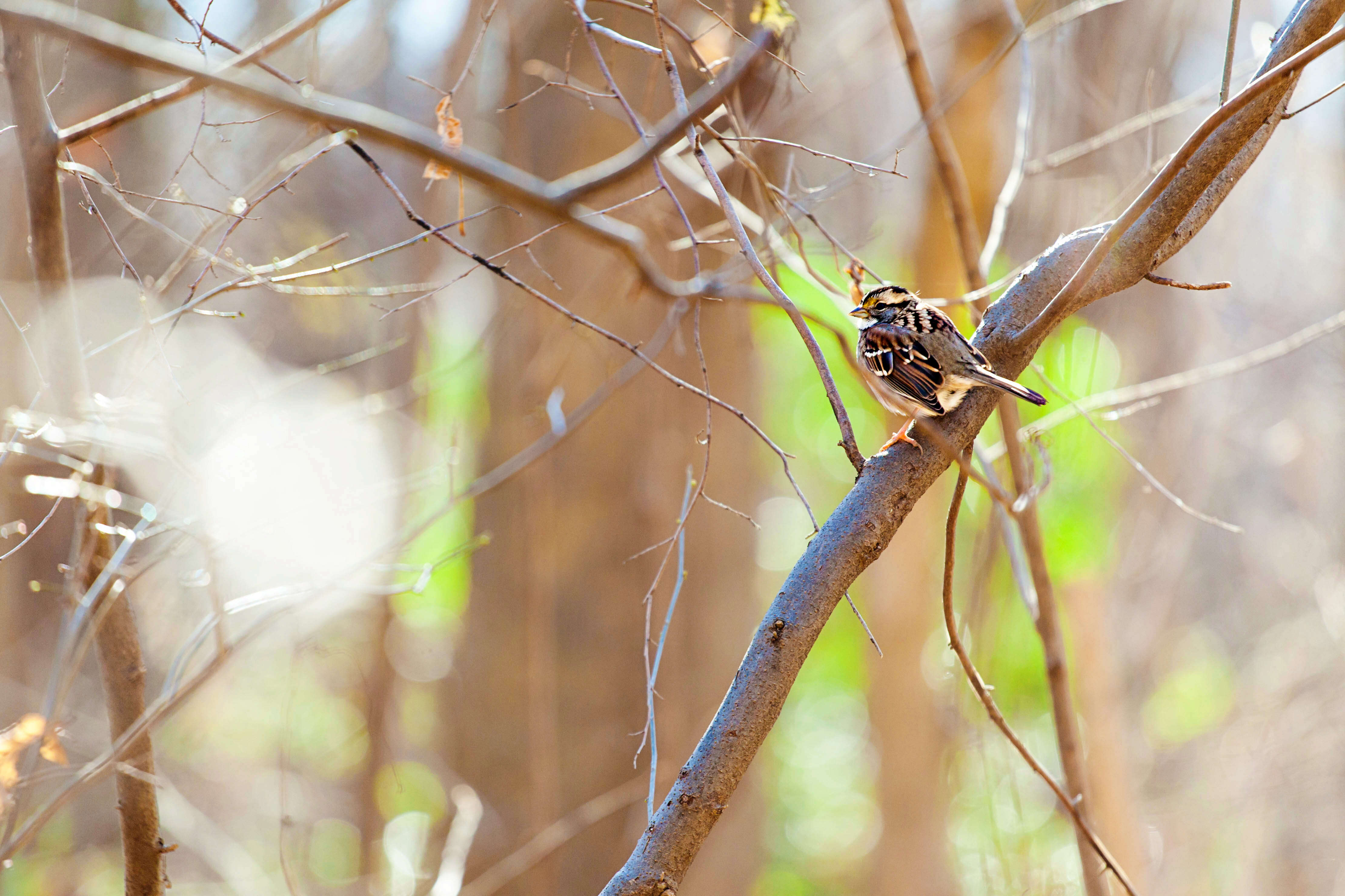 Image of White-throated Sparrow