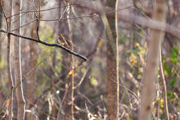 Image of Hermit Thrush