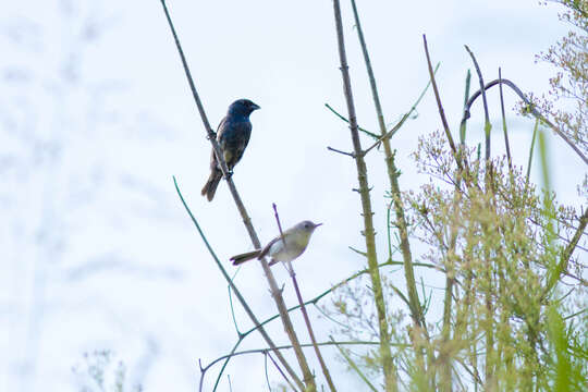 Image of gnatcatchers