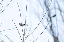 Image of gnatcatchers