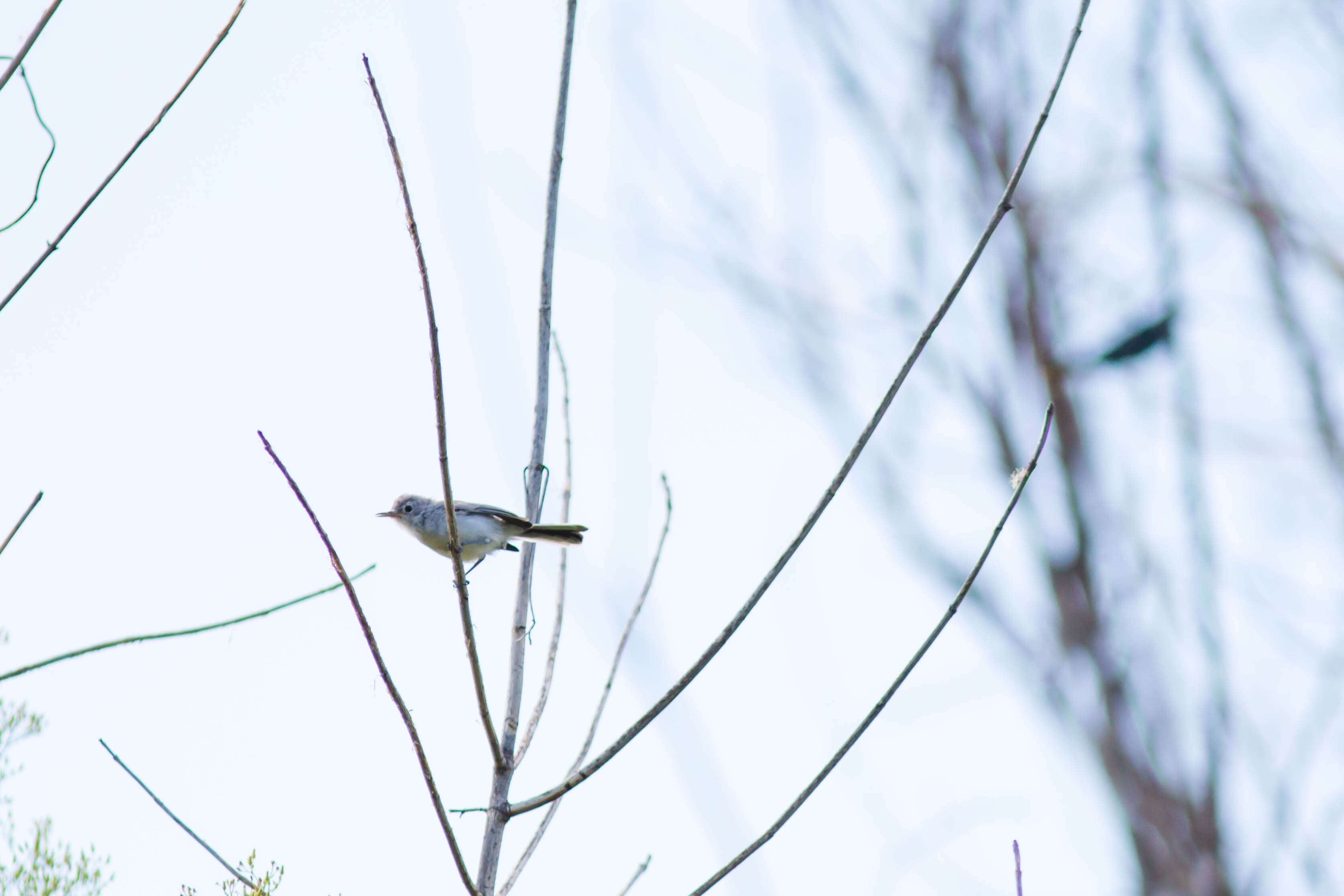 Image of gnatcatchers