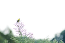 Image of American Goldfinch