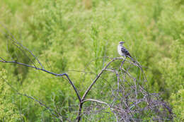 Image of Northern Mockingbird