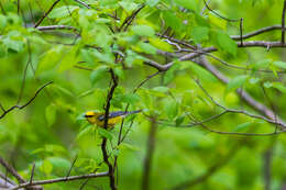 Image of Blue-winged Warbler