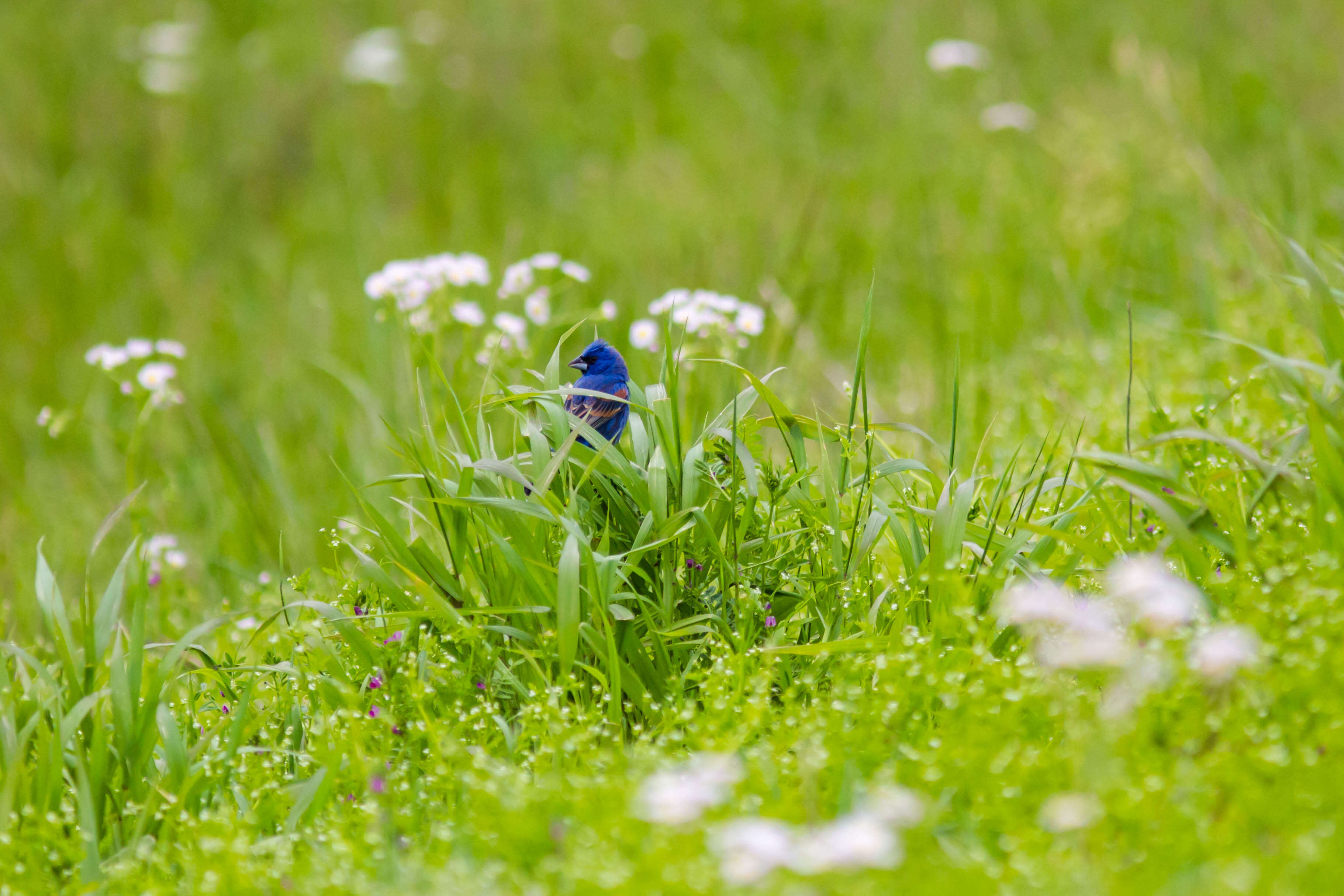 Image of Blue Grosbeak