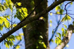 Image of Blue-winged Warbler