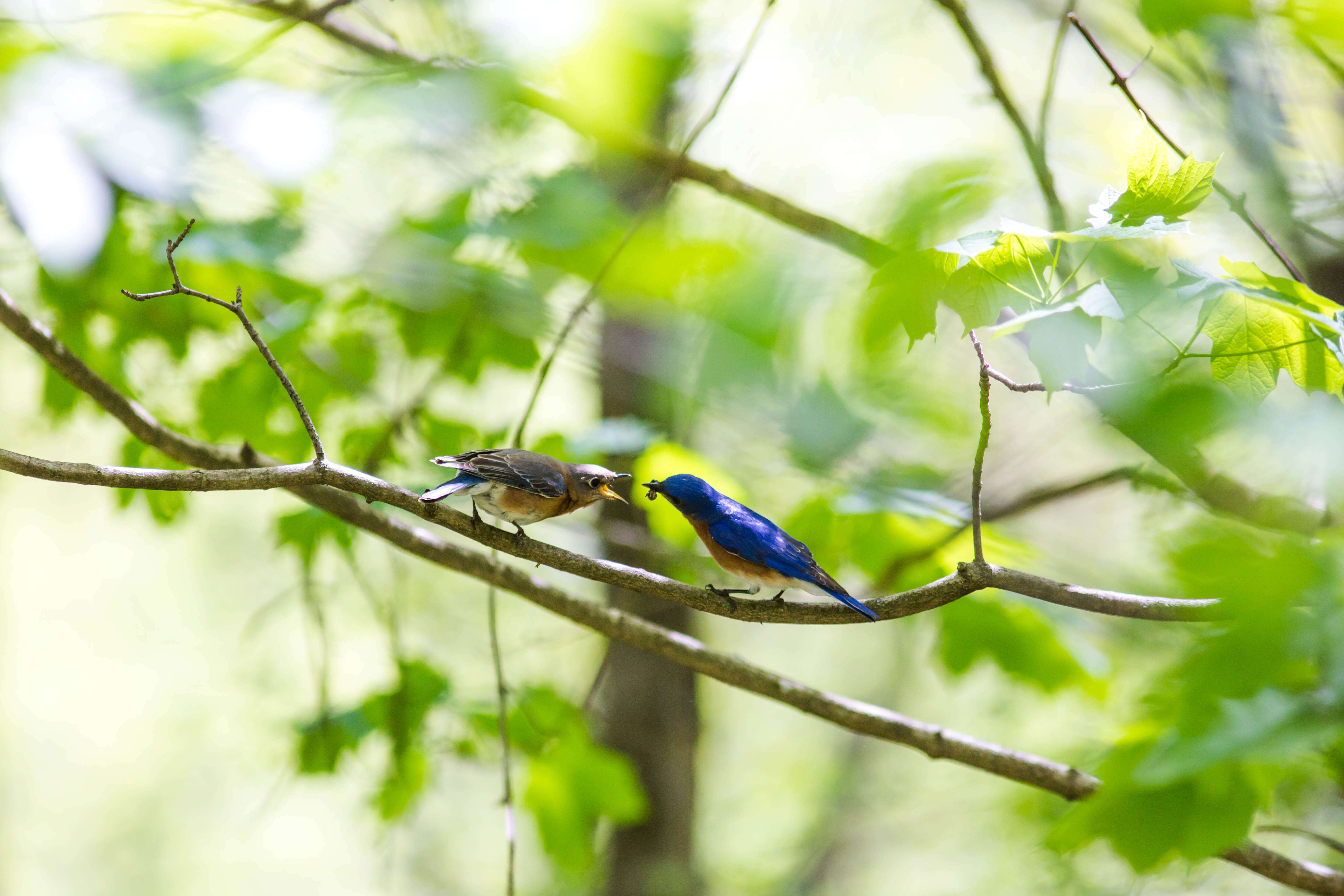 Image of Eastern Bluebird