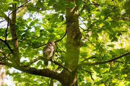 Image of Barred Owl