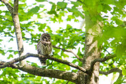 Image of Barred Owl