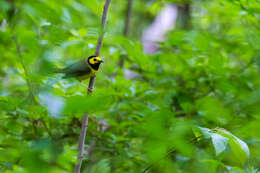 Image of Hooded Warbler