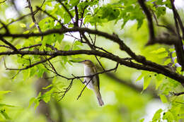 Image of Red-eyed Vireo