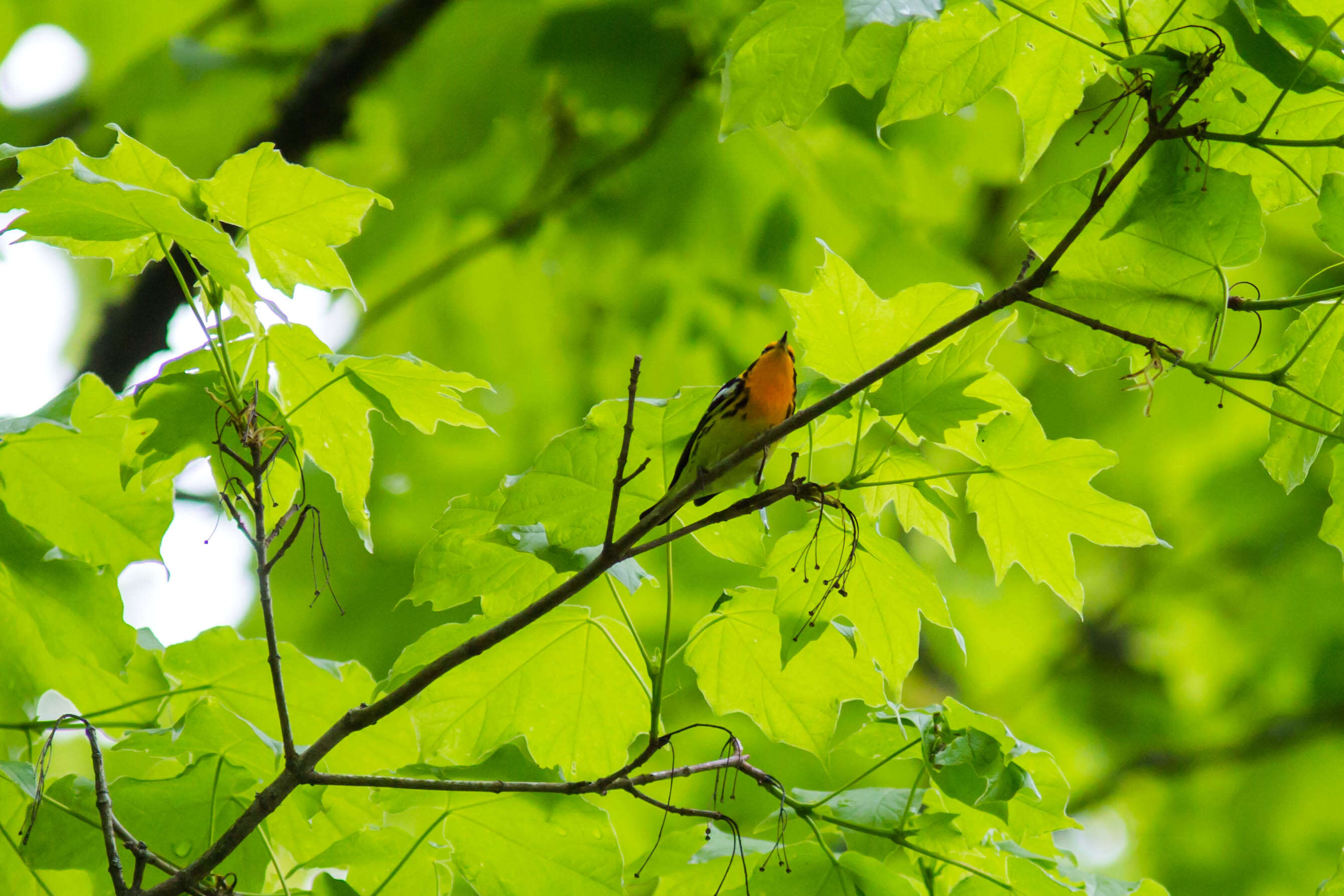 Image of Blackburnian Warbler