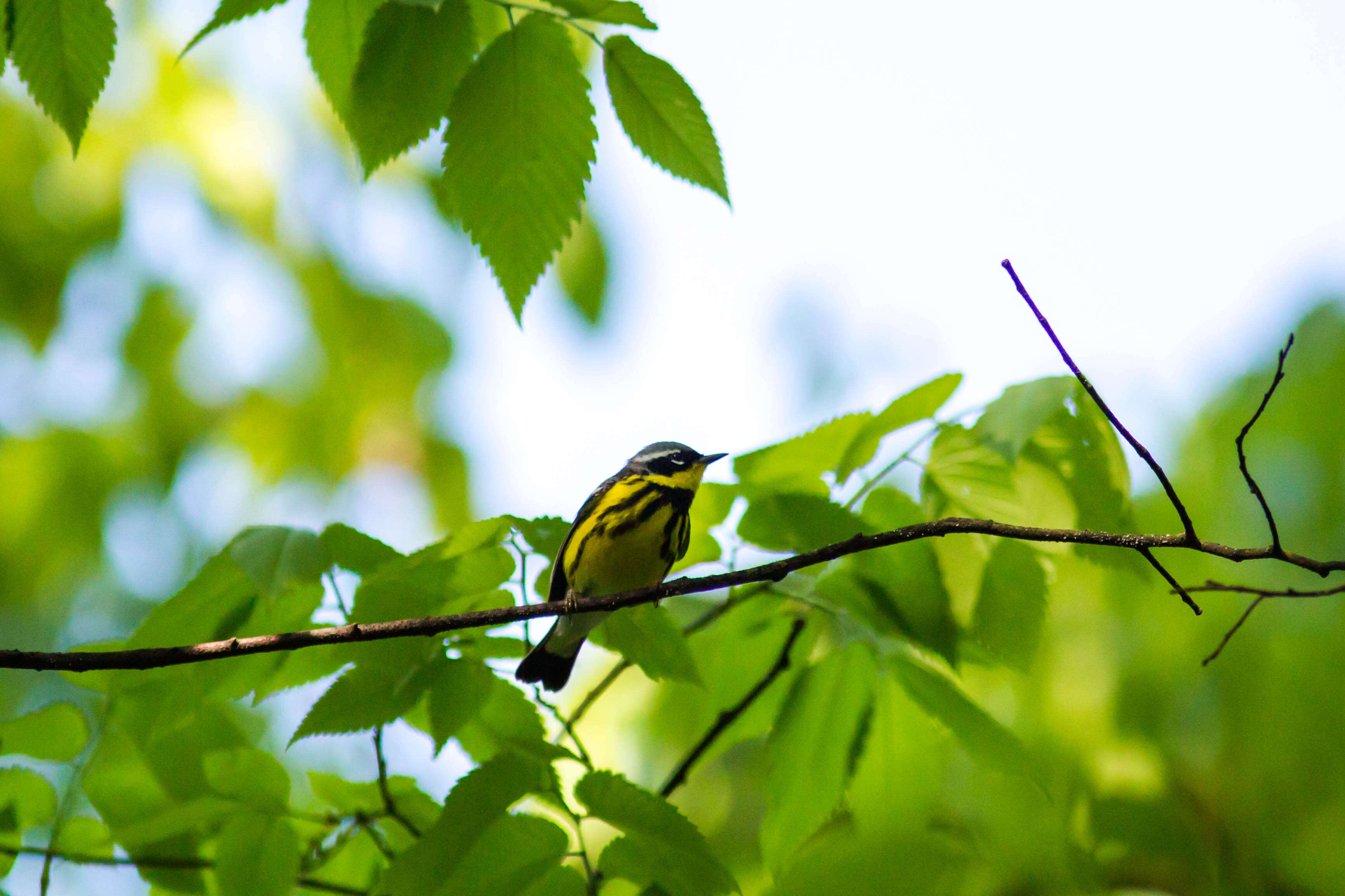 Image of Magnolia Warbler