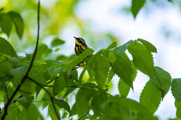 Image of Magnolia Warbler