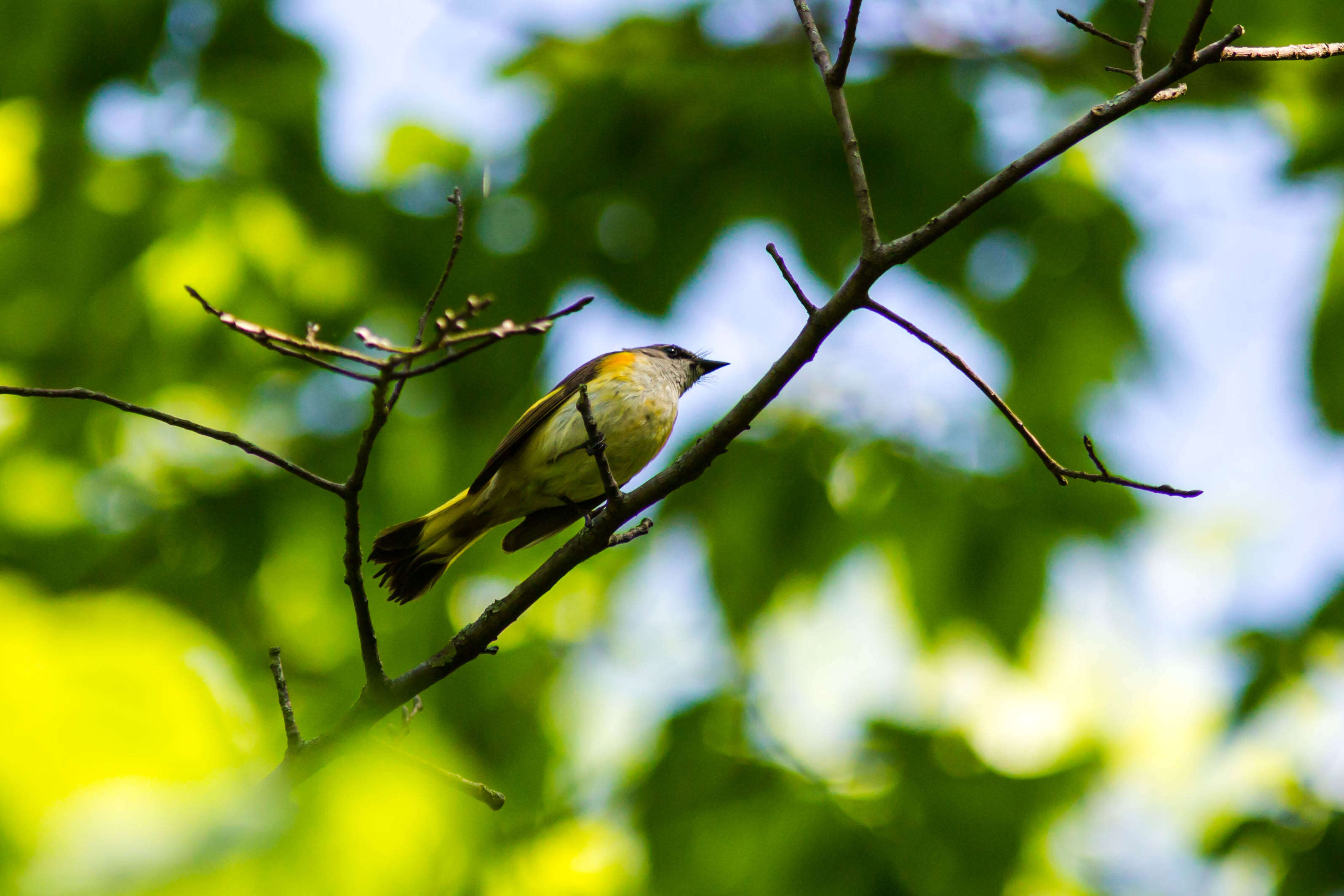 Image of American Redstart