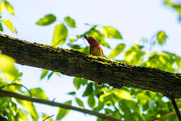 Image of Summer Tanager