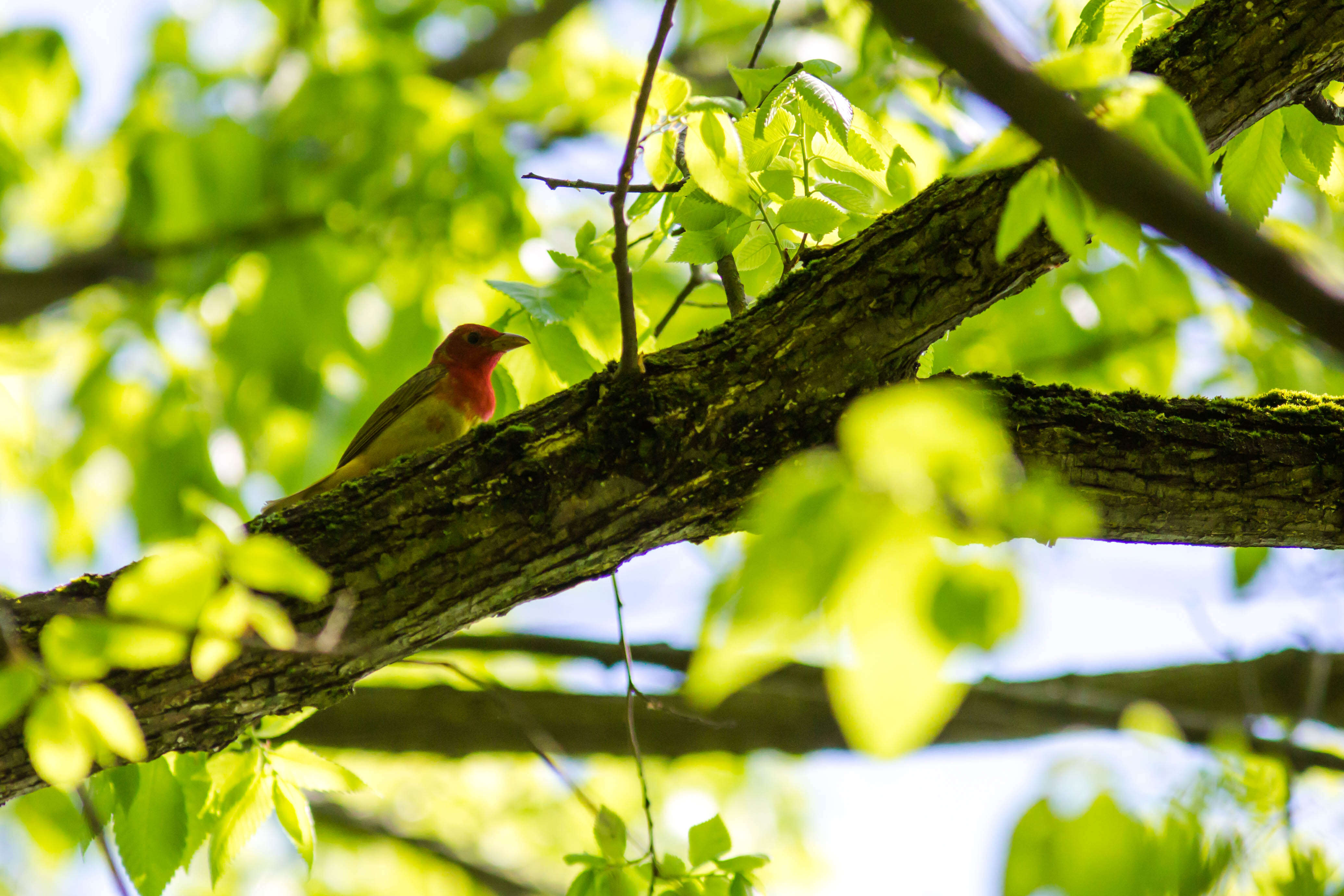 Image of Summer Tanager