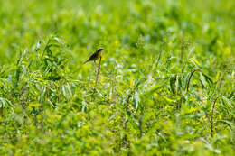 Geothlypis trichas (Linnaeus 1766) resmi