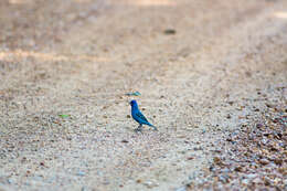 Image of Indigo Bunting