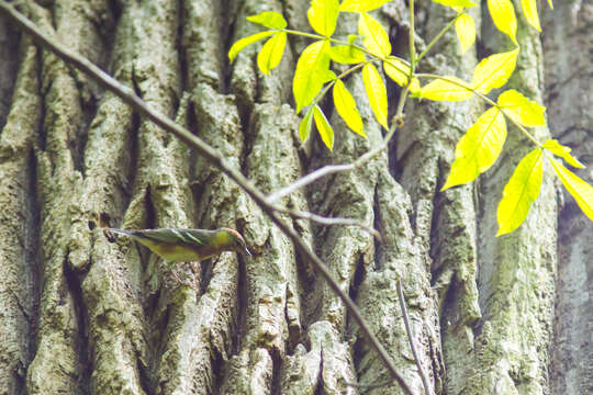 Image of Bay-breasted Warbler