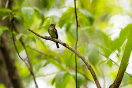 Image of Acadian Flycatcher