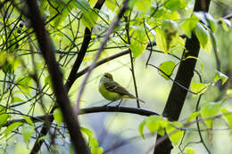 Слика од Vireo griseus (Boddaert 1783)