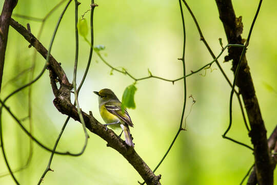 Слика од Vireo griseus (Boddaert 1783)