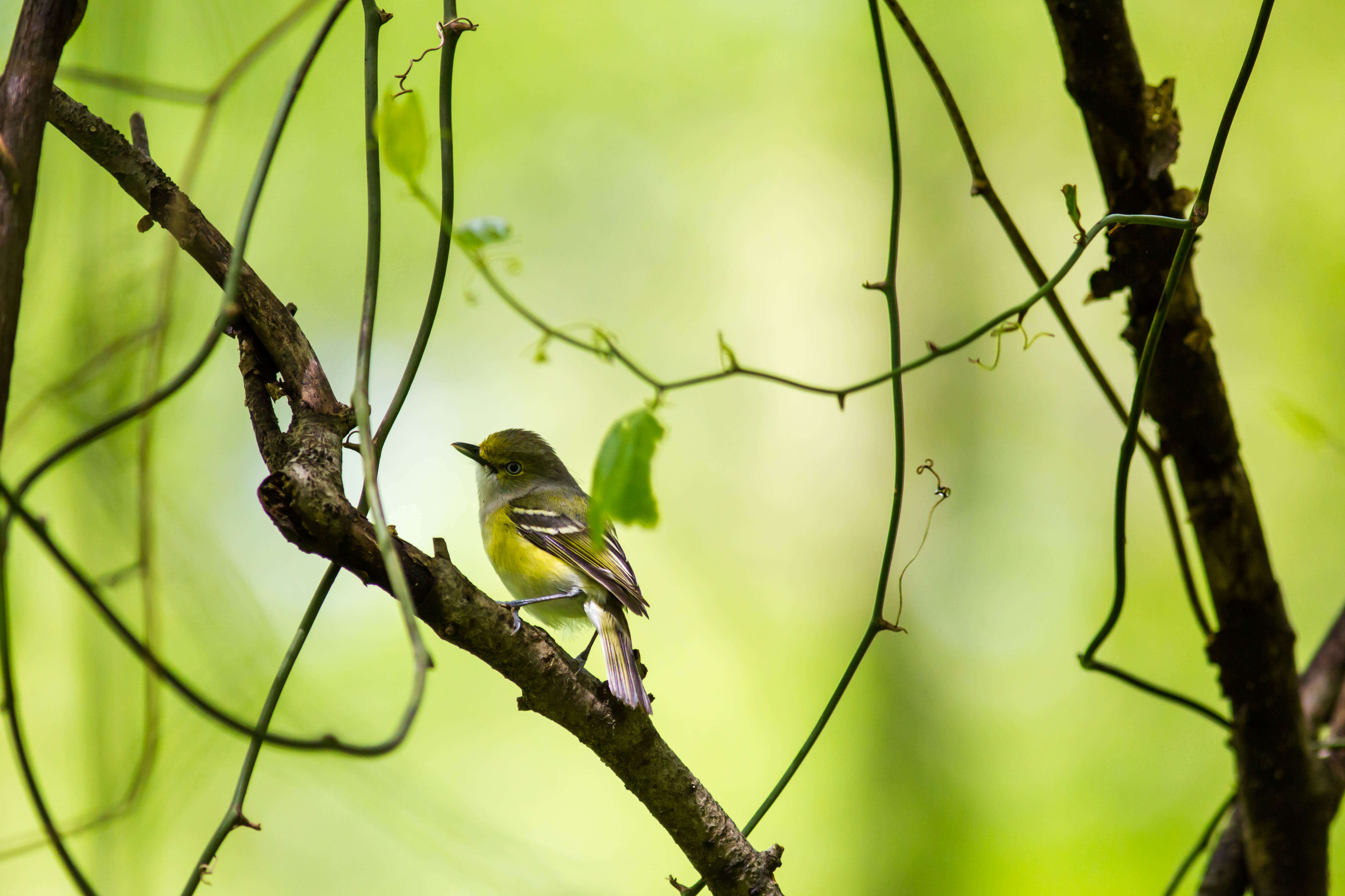 Слика од Vireo griseus (Boddaert 1783)