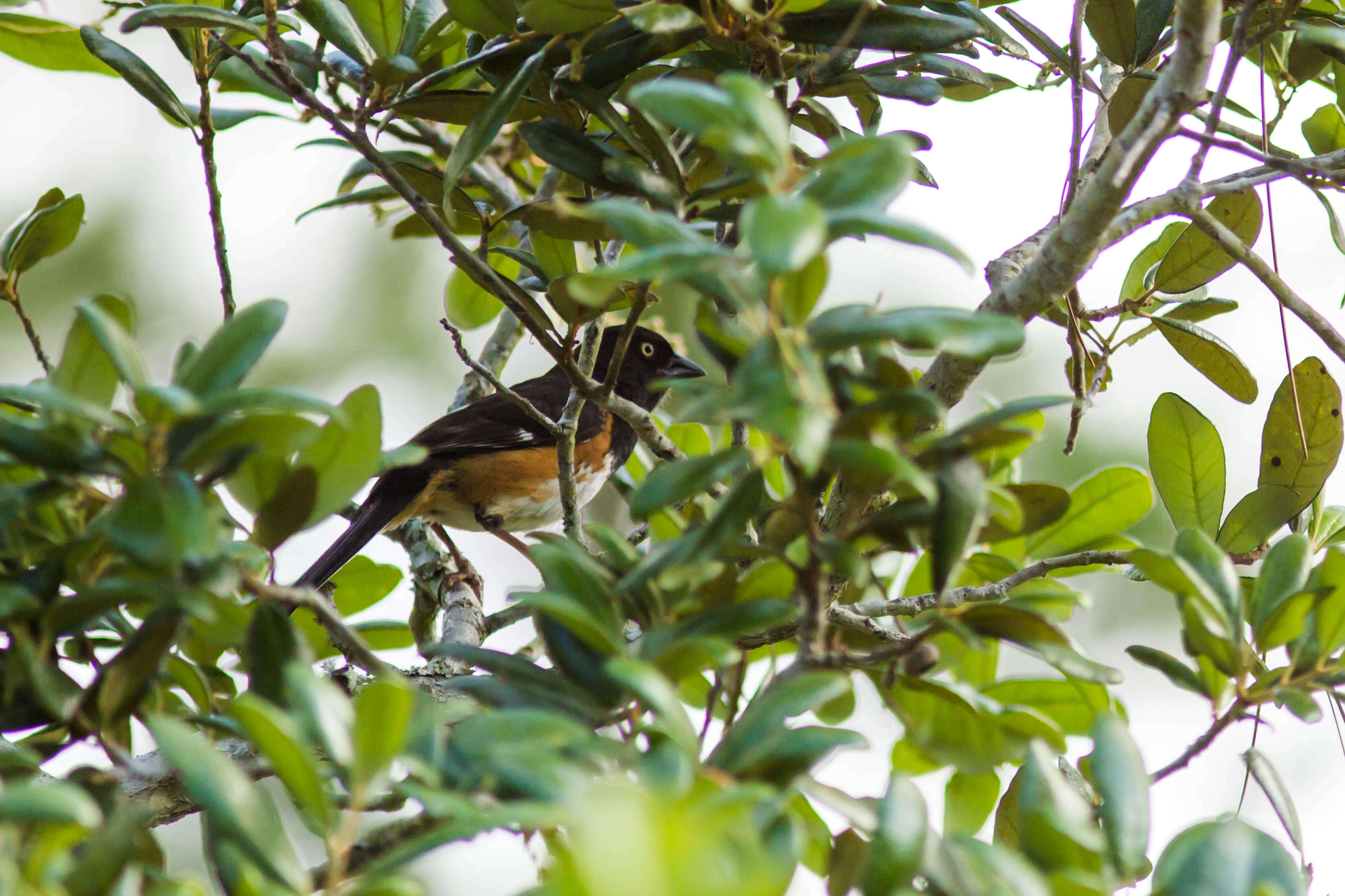 Image of Eastern Towhee