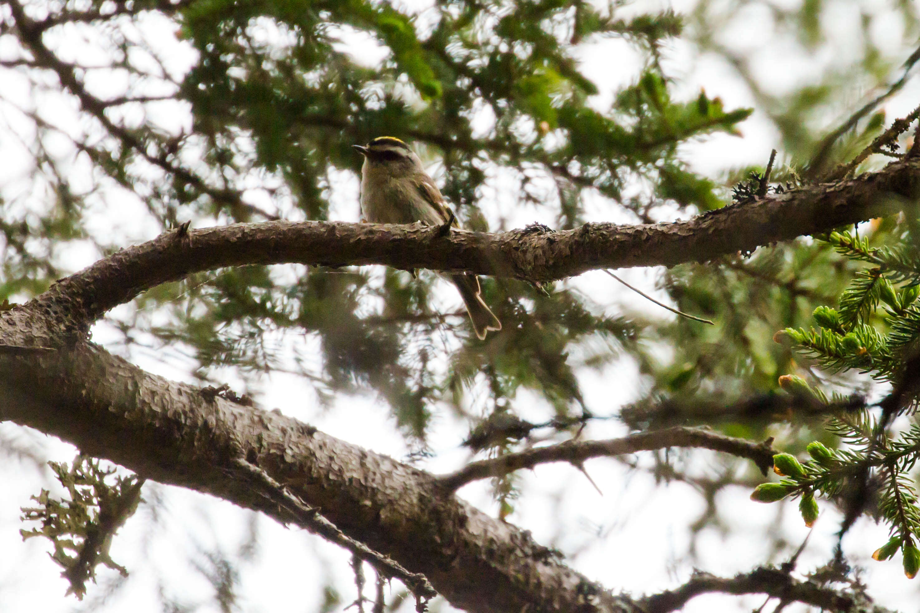 Image of Golden-crowned Kinglet