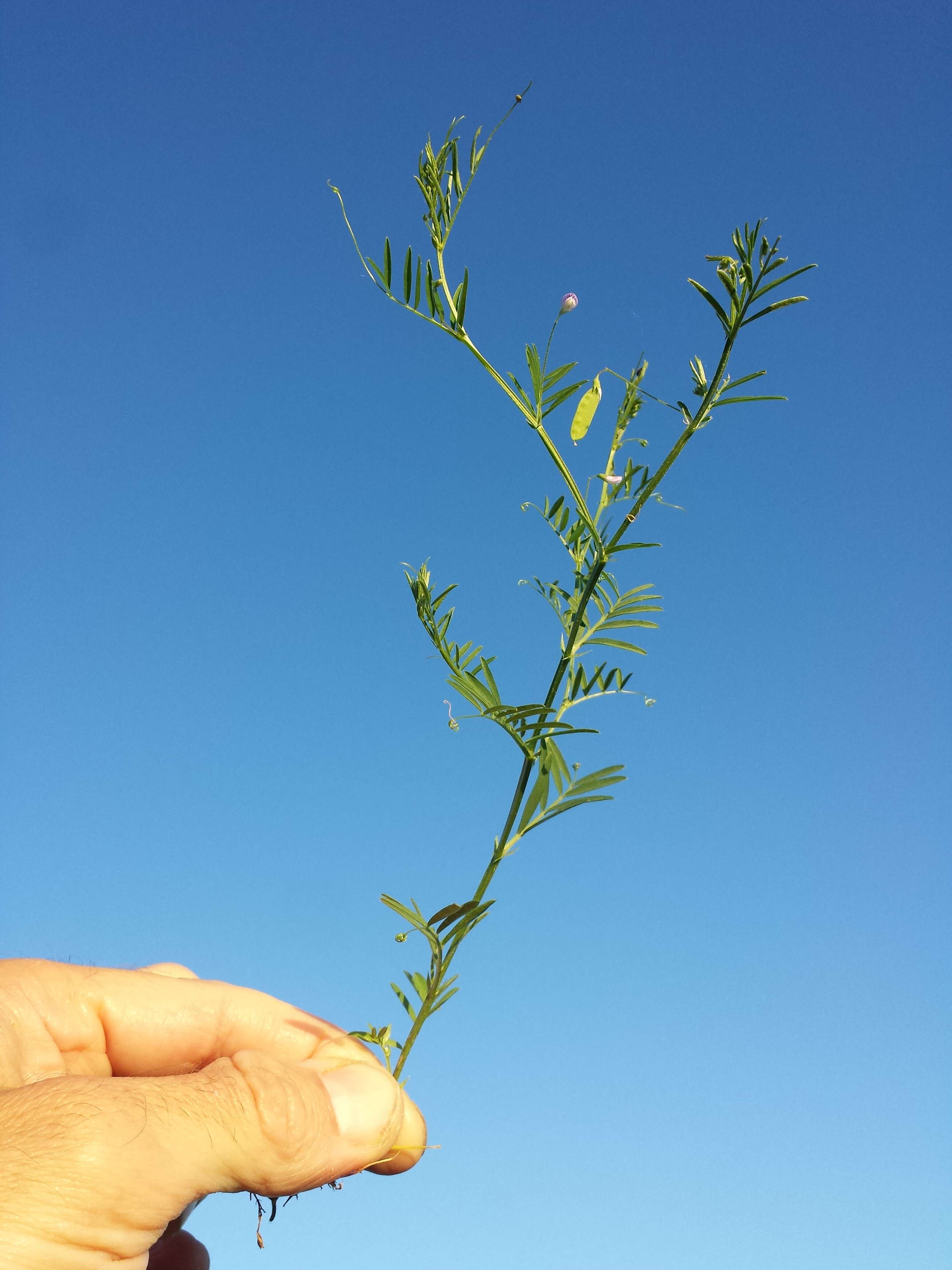 Imagem de Vicia tetrasperma (L.) Schreb.