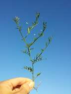 Image of lentil vetch